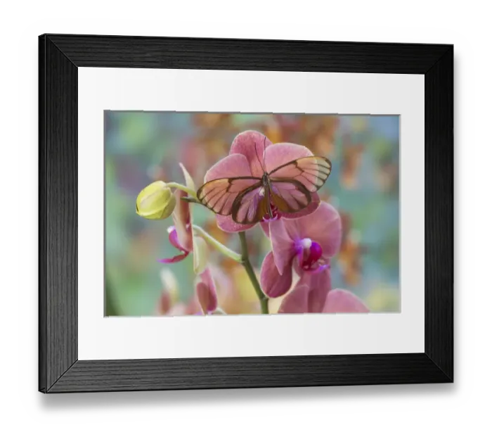 Framed Print : Glasswing Butterfly, Godyris duilia Framed Print : Glasswing Butterfly, Godyris duilia