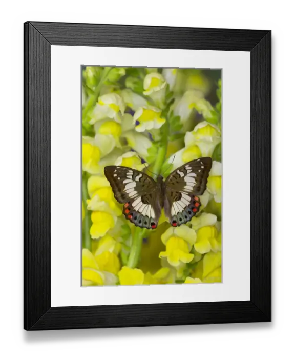 Framed Print : Butterfly female Euthalia adonia adonia in the Nymphalidae family Framed Print : Butterfly female Euthalia adonia adonia in the Nymphalidae family