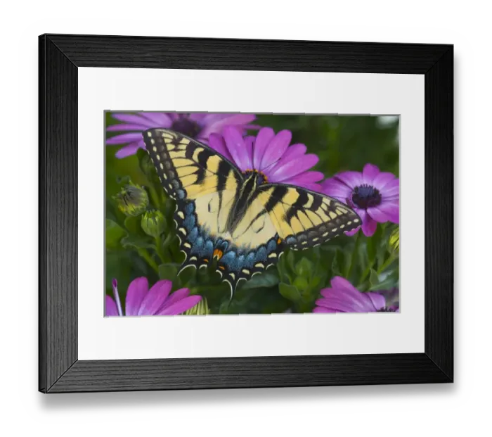 Framed Print : Eastern Tiger Swallowtail Butterfly, Papilio glaucus Framed Print : Eastern Tiger Swallowtail Butterfly, Papilio glaucus