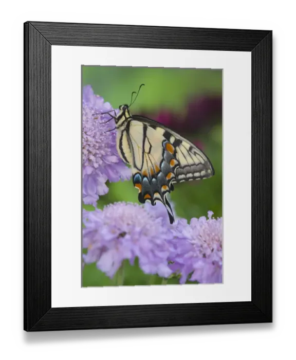 Framed Print : Eastern Tiger Swallowtail Butterfly, Papilio glaucus Framed Print : Eastern Tiger Swallowtail Butterfly, Papilio glaucus