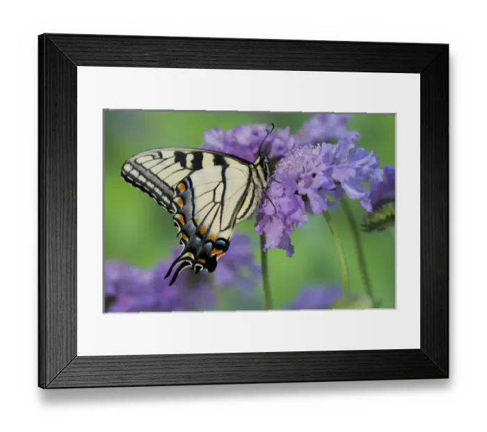 Framed Print : Eastern Tiger Swallowtail Butterfly, Papilio glaucus Framed Print : Eastern Tiger Swallowtail Butterfly, Papilio glaucus