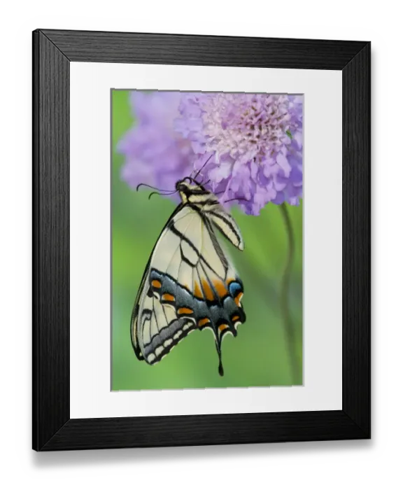 Framed Print : Eastern Tiger Swallowtail Butterfly, Papilio glaucus Framed Print : Eastern Tiger Swallowtail Butterfly, Papilio glaucus