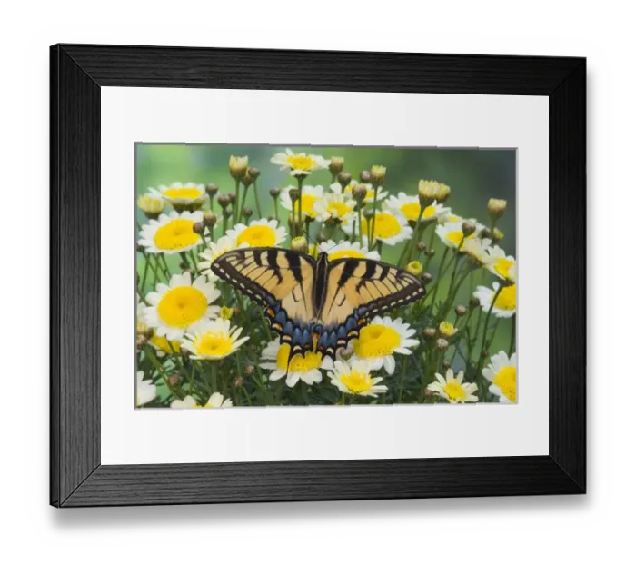 Framed Print : Eastern Tiger Swallowtail Butterfly, Papilio glaucus Framed Print : Eastern Tiger Swallowtail Butterfly, Papilio glaucus