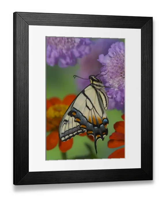Framed Print : Eastern Tiger Swallowtail Butterfly, Papilio glaucus Framed Print : Eastern Tiger Swallowtail Butterfly, Papilio glaucus