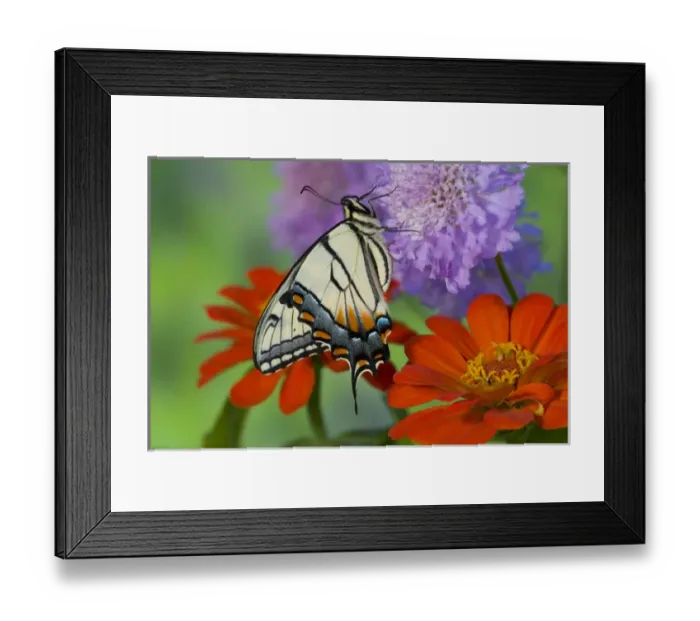 Framed Print : Eastern Tiger Swallowtail Butterfly, Papilio glaucus Framed Print : Eastern Tiger Swallowtail Butterfly, Papilio glaucus