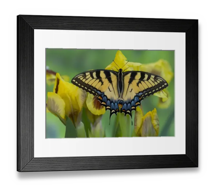 Framed Print : Eastern Tiger Swallowtail Butterfly, Papilio glaucus Framed Print : Eastern Tiger Swallowtail Butterfly, Papilio glaucus
