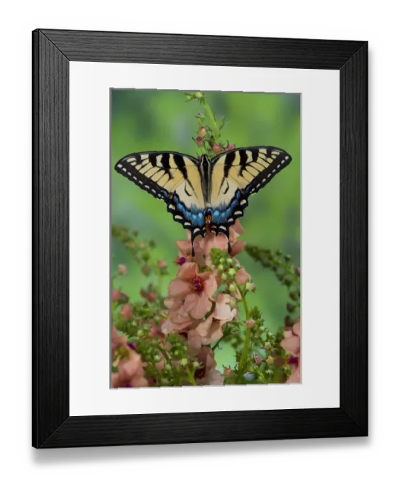 Framed Print : Eastern Tiger Swallowtail Butterfly, Papilio glaucus Framed Print : Eastern Tiger Swallowtail Butterfly, Papilio glaucus
