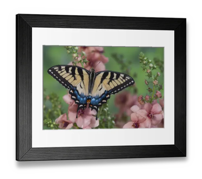 Framed Print : Eastern Tiger Swallowtail Butterfly, Papilio glaucus Framed Print : Eastern Tiger Swallowtail Butterfly, Papilio glaucus
