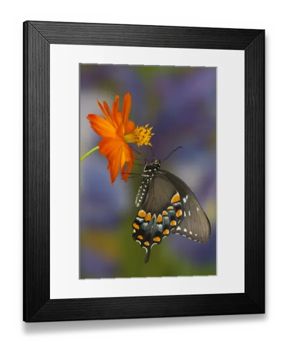 Framed Print : Spicebush Swallowtail Butterfly, Papilio troilus Framed Print : Spicebush Swallowtail Butterfly, Papilio troilus