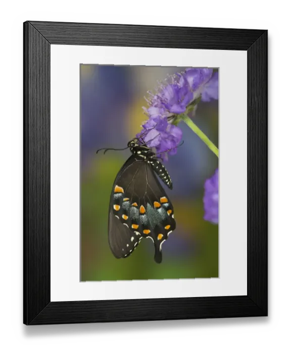 Framed Print : Spicebush Swallowtail Butterfly, Papilio troilus