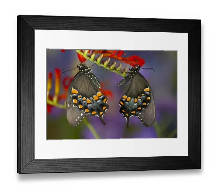Framed Print : Spicebush Swallowtail Butterfly, Papilio troilus Framed Print : Spicebush Swallowtail Butterfly, Papilio troilus