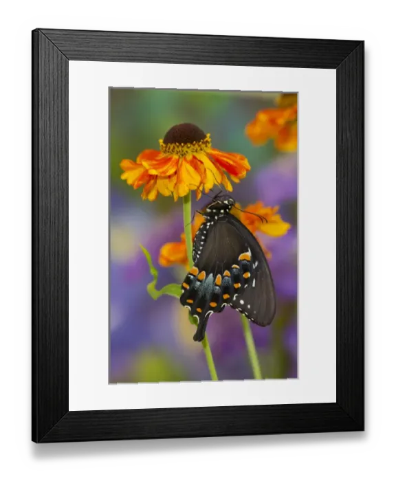 Framed Print : Spicebush Swallowtail Butterfly, Papilio troilus Framed Print : Spicebush Swallowtail Butterfly, Papilio troilus