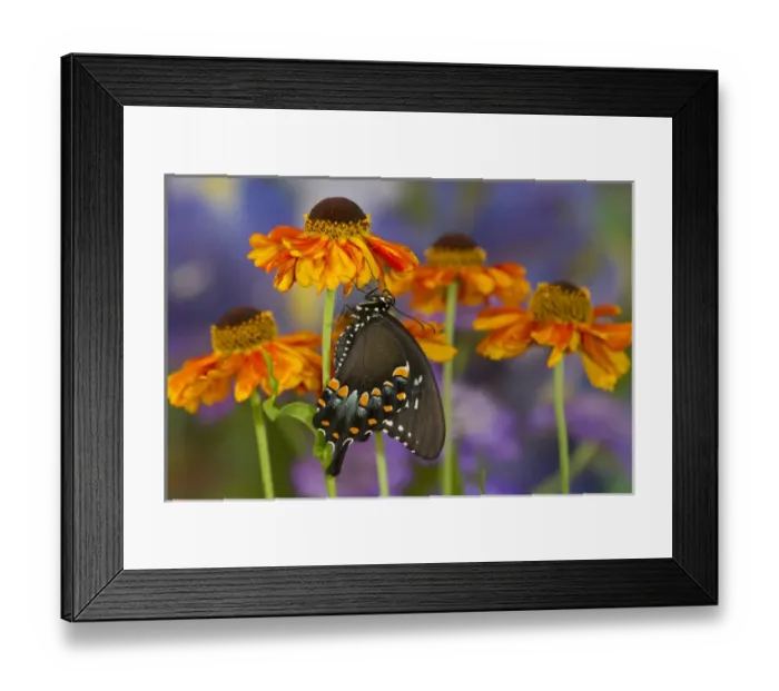 Framed Print : Spicebush Swallowtail Butterfly, Papilio troilus Framed Print : Spicebush Swallowtail Butterfly, Papilio troilus