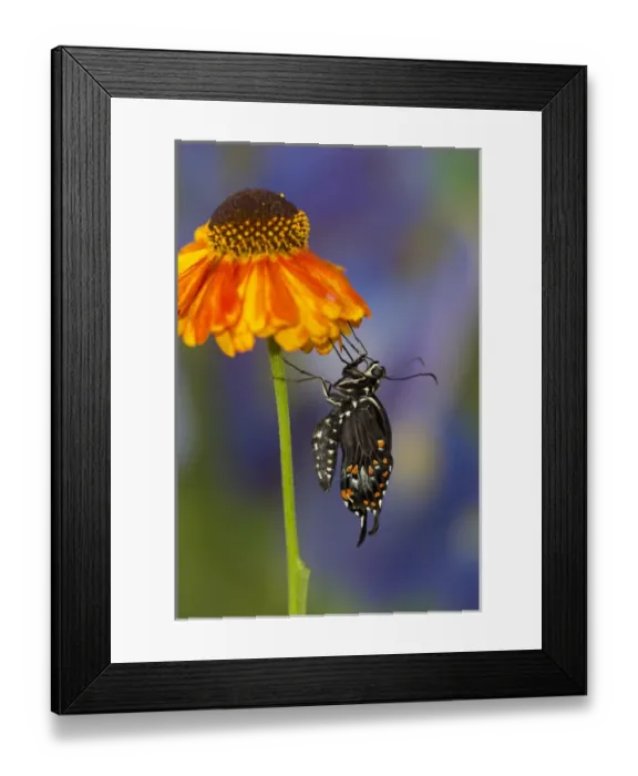 Framed Print : Spicebush Swallowtail Butterfly, Papilio troilus Framed Print : Spicebush Swallowtail Butterfly, Papilio troilus