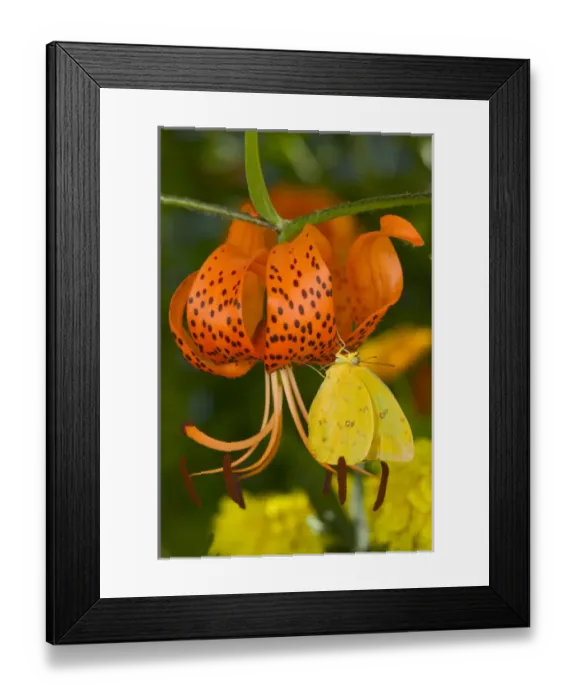 Framed Print : Sulphur Butterfly in the Phoebis family