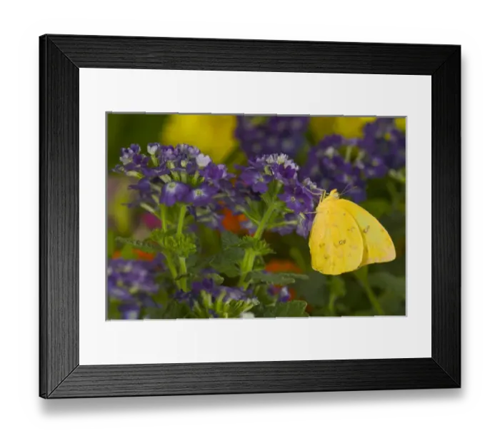Framed Print : Sulphur Butterfly in the Phoebis family