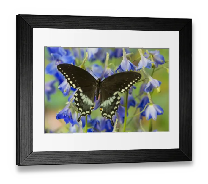 Framed Print : Spicebush Swallowtail Butterfly, Papilio troilus Framed Print : Spicebush Swallowtail Butterfly, Papilio troilus