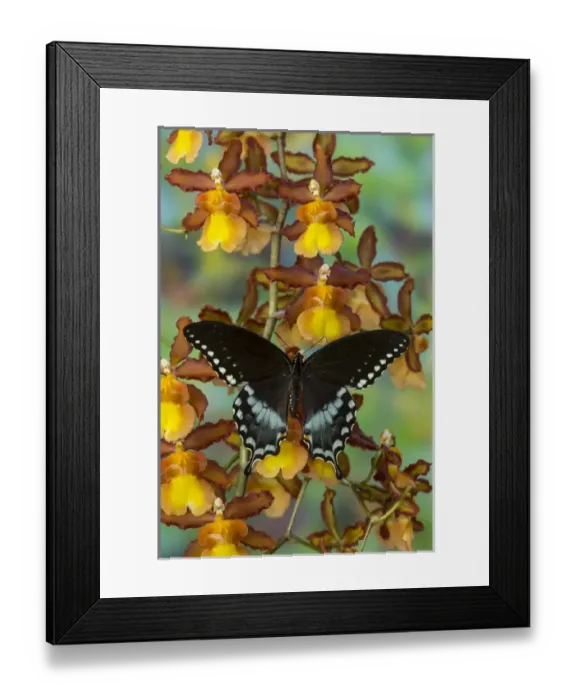 Framed Print : Spicebush Swallowtail Butterfly, Papilio troilus Framed Print : Spicebush Swallowtail Butterfly, Papilio troilus