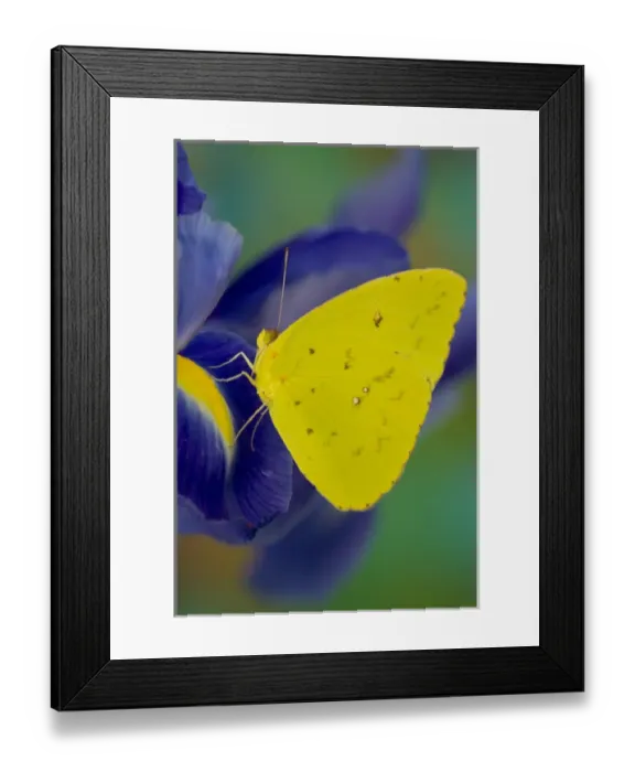 Framed Print : Sulphur Butterfly in the Phoebis family Framed Print : Sulphur Butterfly in the Phoebis family