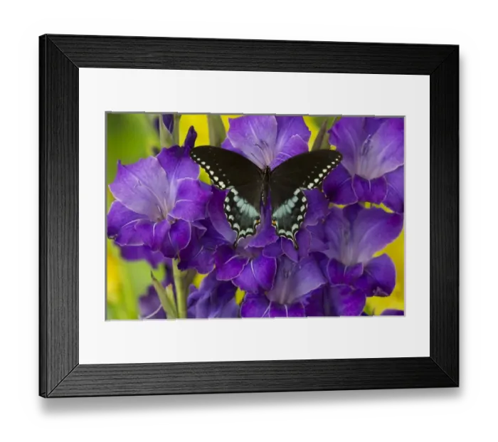Framed Print : Spicebush Swallowtail Butterfly, Papilio troilus