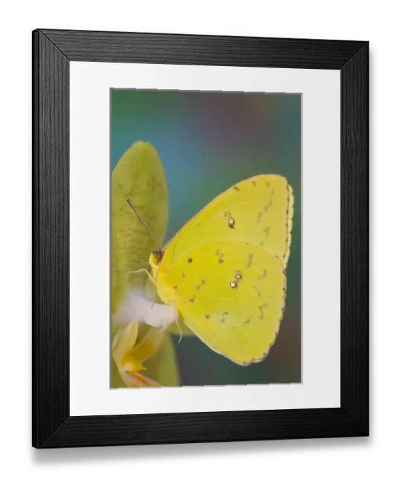 Framed Print : Sulphur Butterfly in the Phoebis family Framed Print : Sulphur Butterfly in the Phoebis family