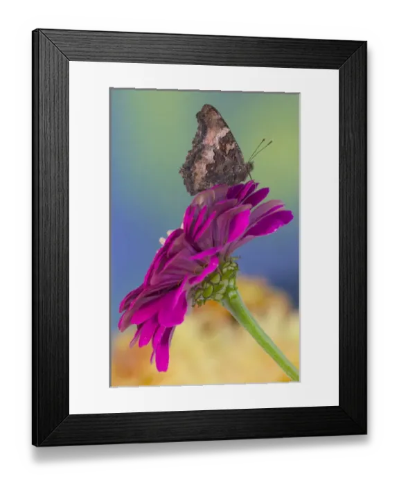 Framed Print : Tortoise-shell Butterfly, Nymphalis Framed Print : Tortoise-shell Butterfly, Nymphalis