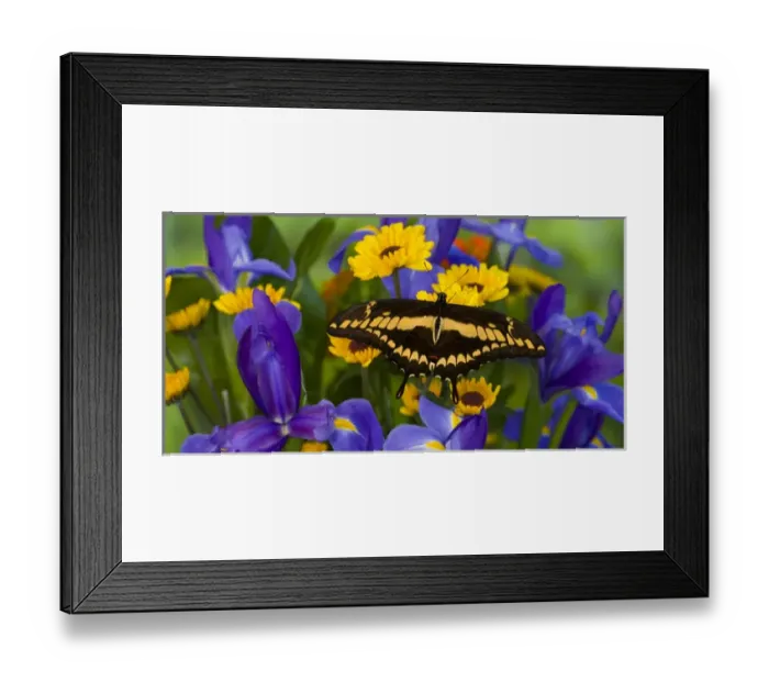 Framed Print : Thoas Swallowtail Butterfly, Papilo thoas male Framed Print : Thoas Swallowtail Butterfly, Papilo thoas male