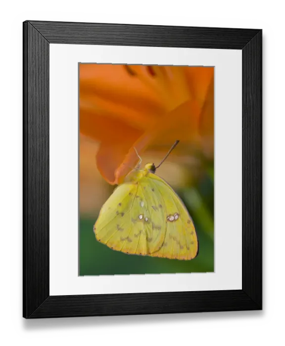 Framed Print : Sulphur Butterfly in the Phoebis family Framed Print : Sulphur Butterfly in the Phoebis family