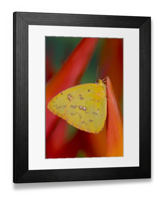 Framed Print : Sulphur Butterfly in the Phoebis family Framed Print : Sulphur Butterfly in the Phoebis family
