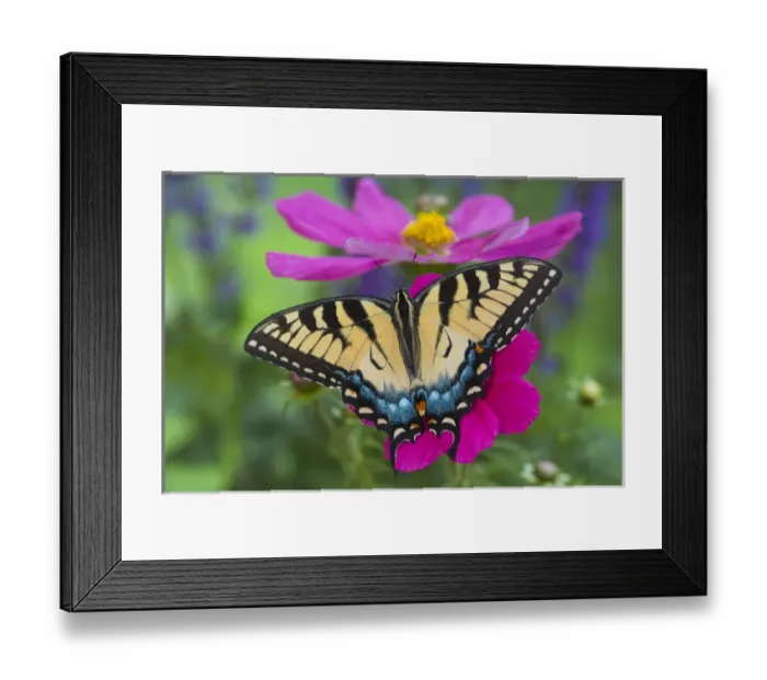 Framed Print : Eastern Tiger Swallowtail Butterfly, Papilio glaucus Framed Print : Eastern Tiger Swallowtail Butterfly, Papilio glaucus