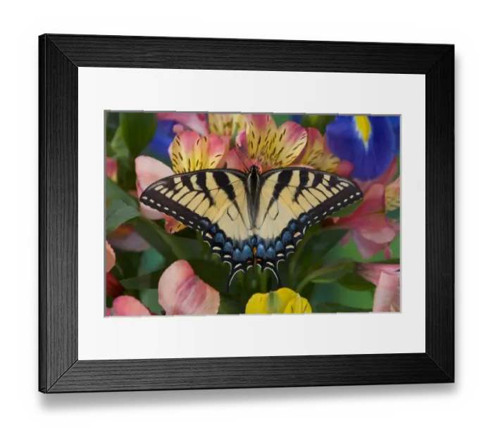 Framed Print : Eastern Tiger Swallowtail Butterfly, Papilio glaucus Framed Print : Eastern Tiger Swallowtail Butterfly, Papilio glaucus