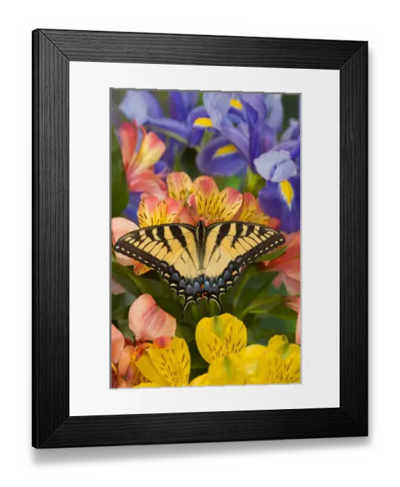 Framed Print : Eastern Tiger Swallowtail Butterfly, Papilio glaucus Framed Print : Eastern Tiger Swallowtail Butterfly, Papilio glaucus
