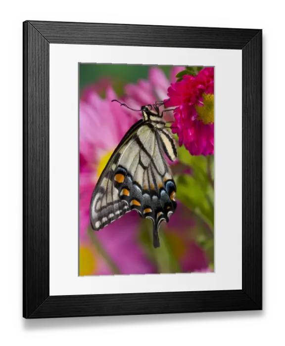 Framed Print : Eastern Tiger Swallowtail Butterfly, Papilio glaucus Framed Print : Eastern Tiger Swallowtail Butterfly, Papilio glaucus