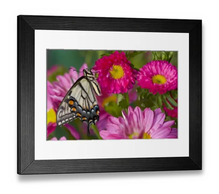 Framed Print : Eastern Tiger Swallowtail Butterfly, Papilio glaucus Framed Print : Eastern Tiger Swallowtail Butterfly, Papilio glaucus