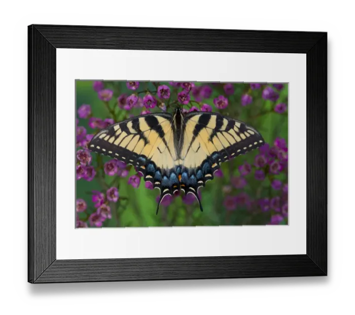 Framed Print : Eastern Tiger Swallowtail Butterfly, Papilio glaucus Framed Print : Eastern Tiger Swallowtail Butterfly, Papilio glaucus