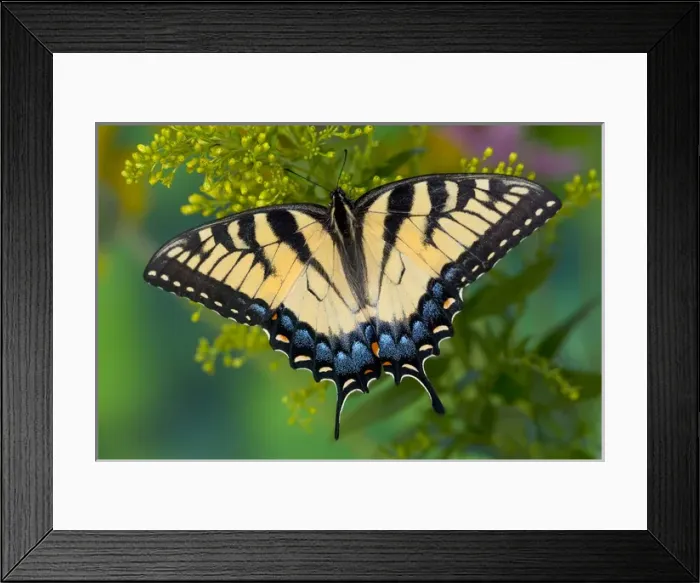 Framed Print : Eastern Tiger Swallowtail Butterfly, Papilio glaucus Framed Print : Eastern Tiger Swallowtail Butterfly, Papilio glaucus