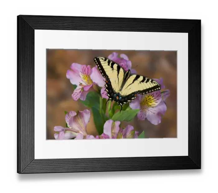 Framed Print : Eastern Tiger Swallowtail Butterfly, Papilio glaucus Framed Print : Eastern Tiger Swallowtail Butterfly, Papilio glaucus