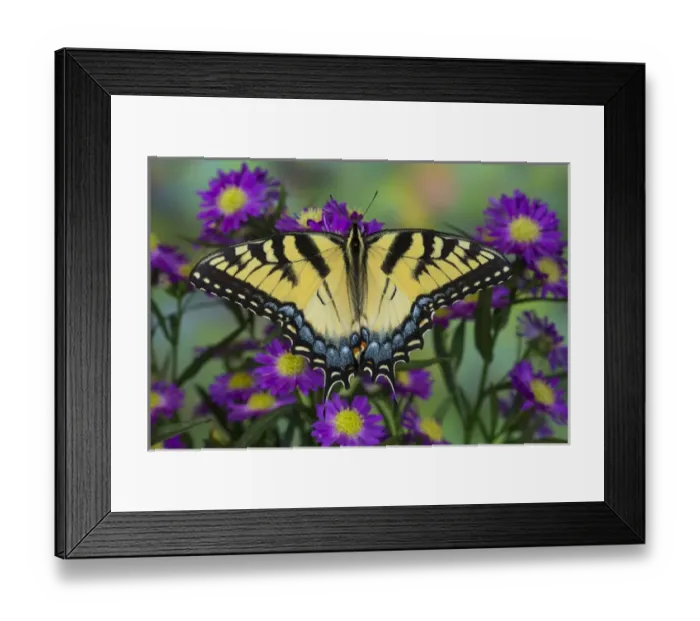 Framed Print : Eastern Tiger Swallowtail Butterfly, Papilio glaucus