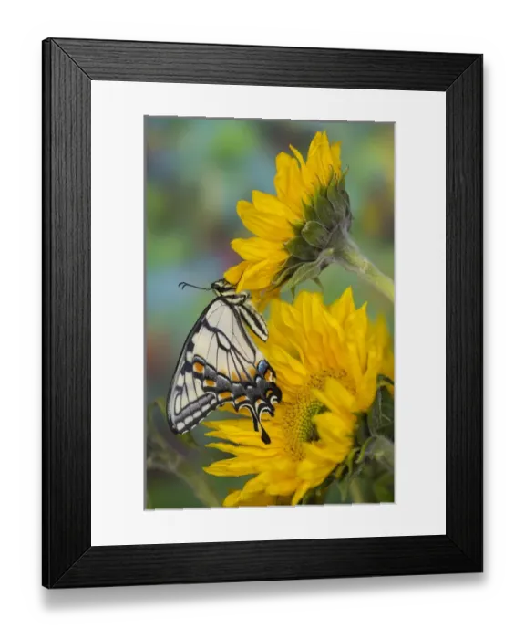 Framed Print : Eastern Tiger Swallowtail Butterfly, Papilio glaucus Framed Print : Eastern Tiger Swallowtail Butterfly, Papilio glaucus
