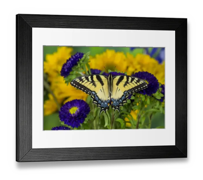 Framed Print : Eastern Tiger Swallowtail Butterfly, Papilio glaucus Framed Print : Eastern Tiger Swallowtail Butterfly, Papilio glaucus