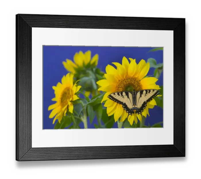 Framed Print : Eastern Tiger Swallowtail Butterfly, Papilio glaucus