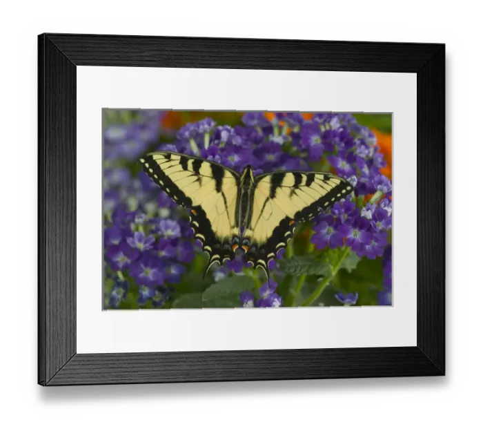 Framed Print : Eastern Tiger Swallowtail Butterfly, Papilio glaucus Framed Print : Eastern Tiger Swallowtail Butterfly, Papilio glaucus
