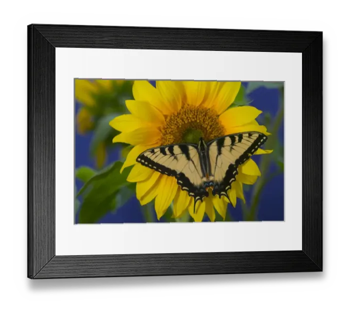 Framed Print : Eastern Tiger Swallowtail Butterfly, Papilio glaucus Framed Print : Eastern Tiger Swallowtail Butterfly, Papilio glaucus
