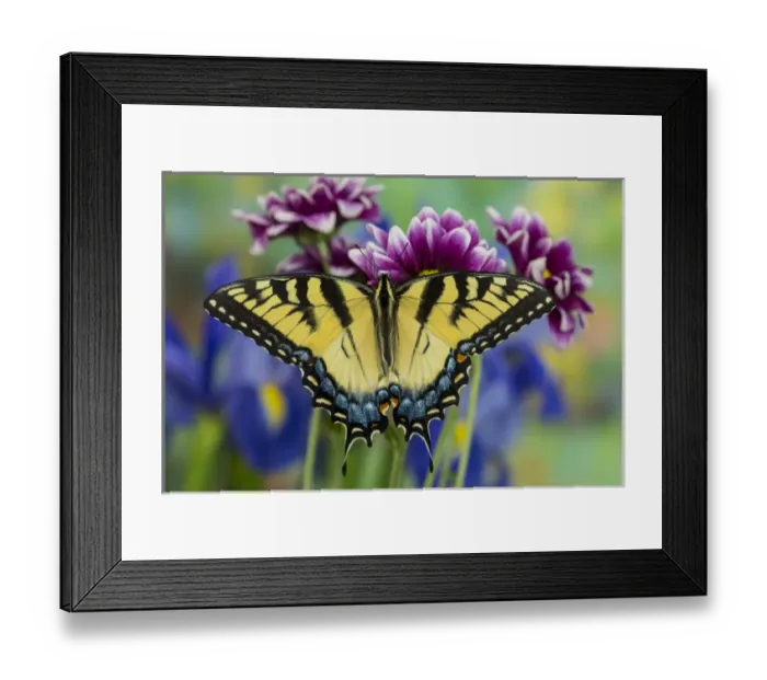 Framed Print : Eastern Tiger Swallowtail Butterfly, Papilio glaucus Framed Print : Eastern Tiger Swallowtail Butterfly, Papilio glaucus
