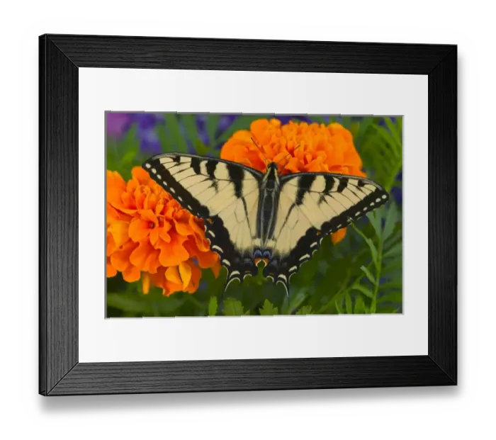 Framed Print : Eastern Tiger Swallowtail Butterfly, Papilio glaucus Framed Print : Eastern Tiger Swallowtail Butterfly, Papilio glaucus