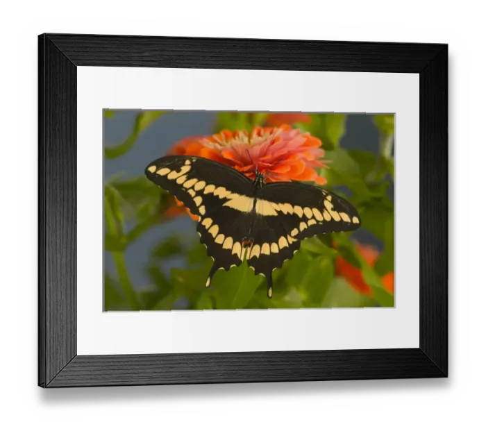 Framed Print : Giant Swallowtail Butterfly, Papilio cresphontes Framed Print : Giant Swallowtail Butterfly, Papilio cresphontes