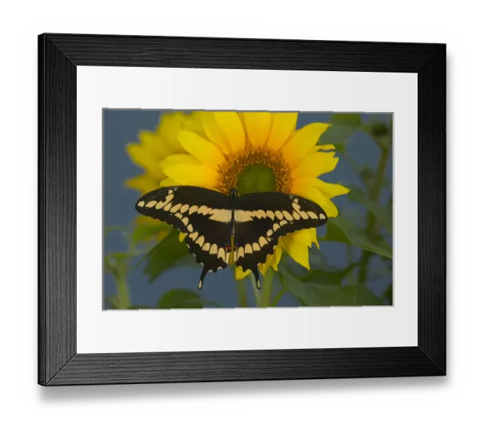 Framed Print : Giant Swallowtail Butterfly, Papilio cresphontes Framed Print : Giant Swallowtail Butterfly, Papilio cresphontes