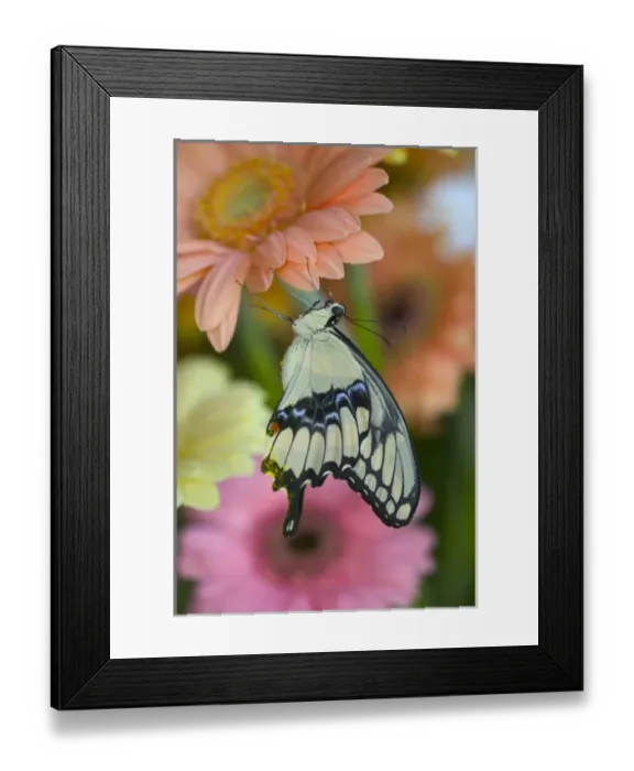 Framed Print : Giant Swallowtail Butterfly Framed Print : Giant Swallowtail Butterfly