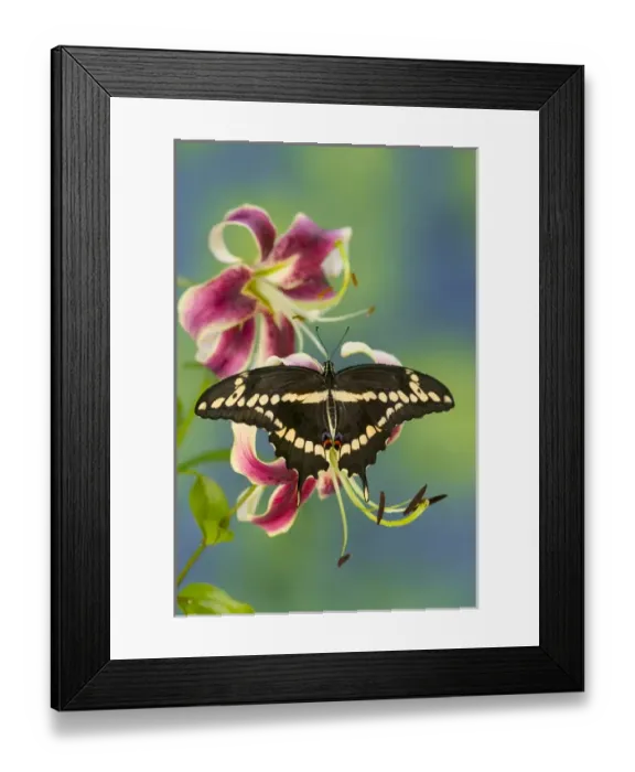Framed Print : Giant Swallowtail Butterfly, Papilio cresphontes Framed Print : Giant Swallowtail Butterfly, Papilio cresphontes