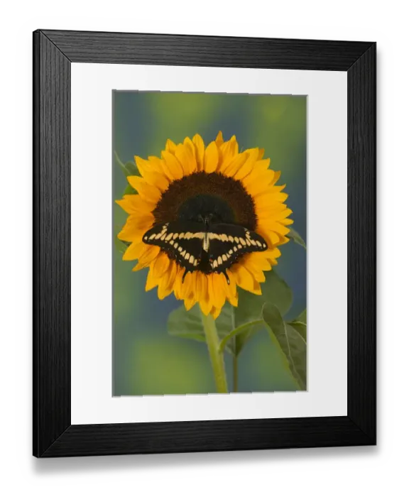 Framed Print : Giant Swallowtail Butterfly, Papilio cresphontes Framed Print : Giant Swallowtail Butterfly, Papilio cresphontes